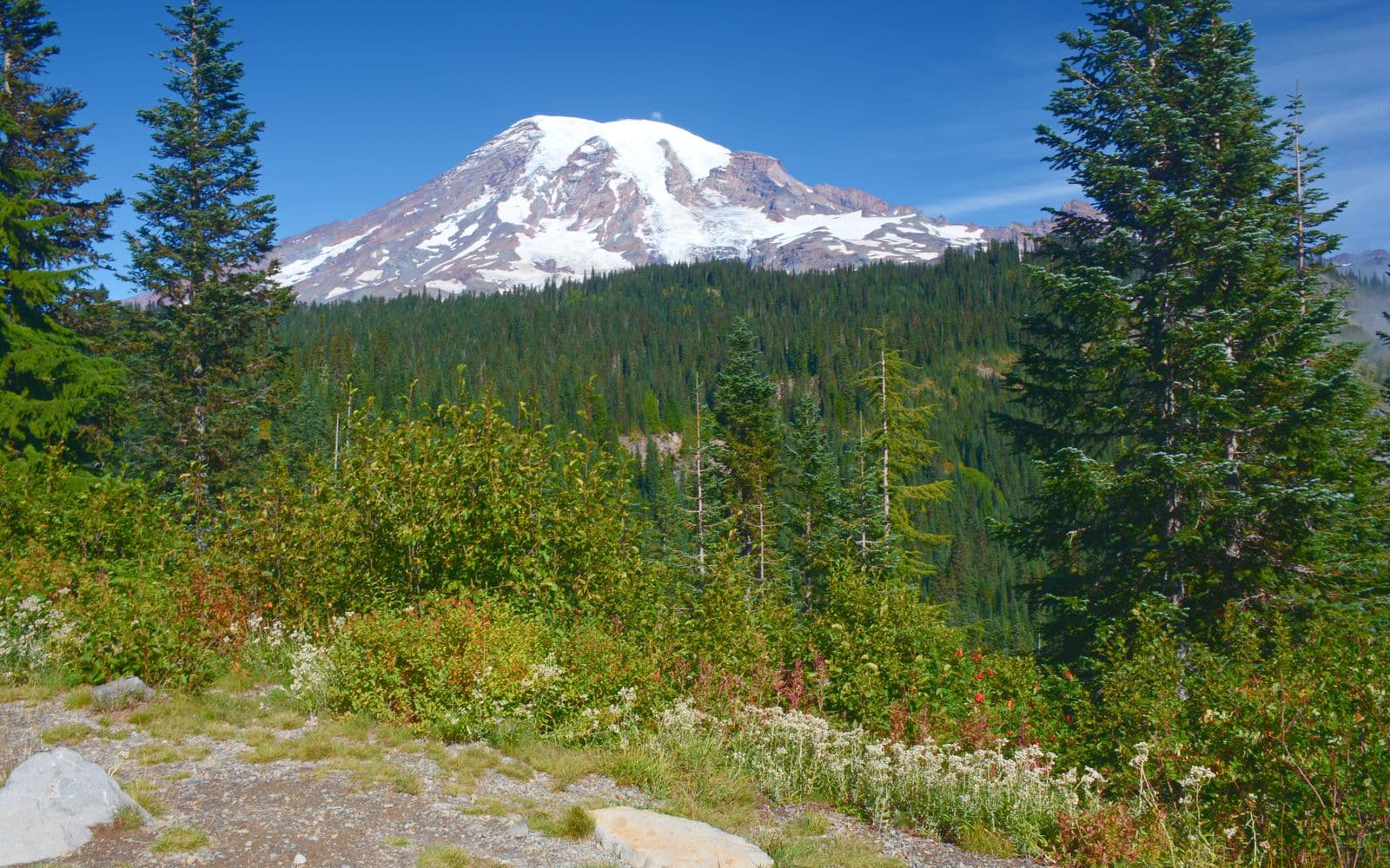 Mount Rainier rising above summer meadows, Washington