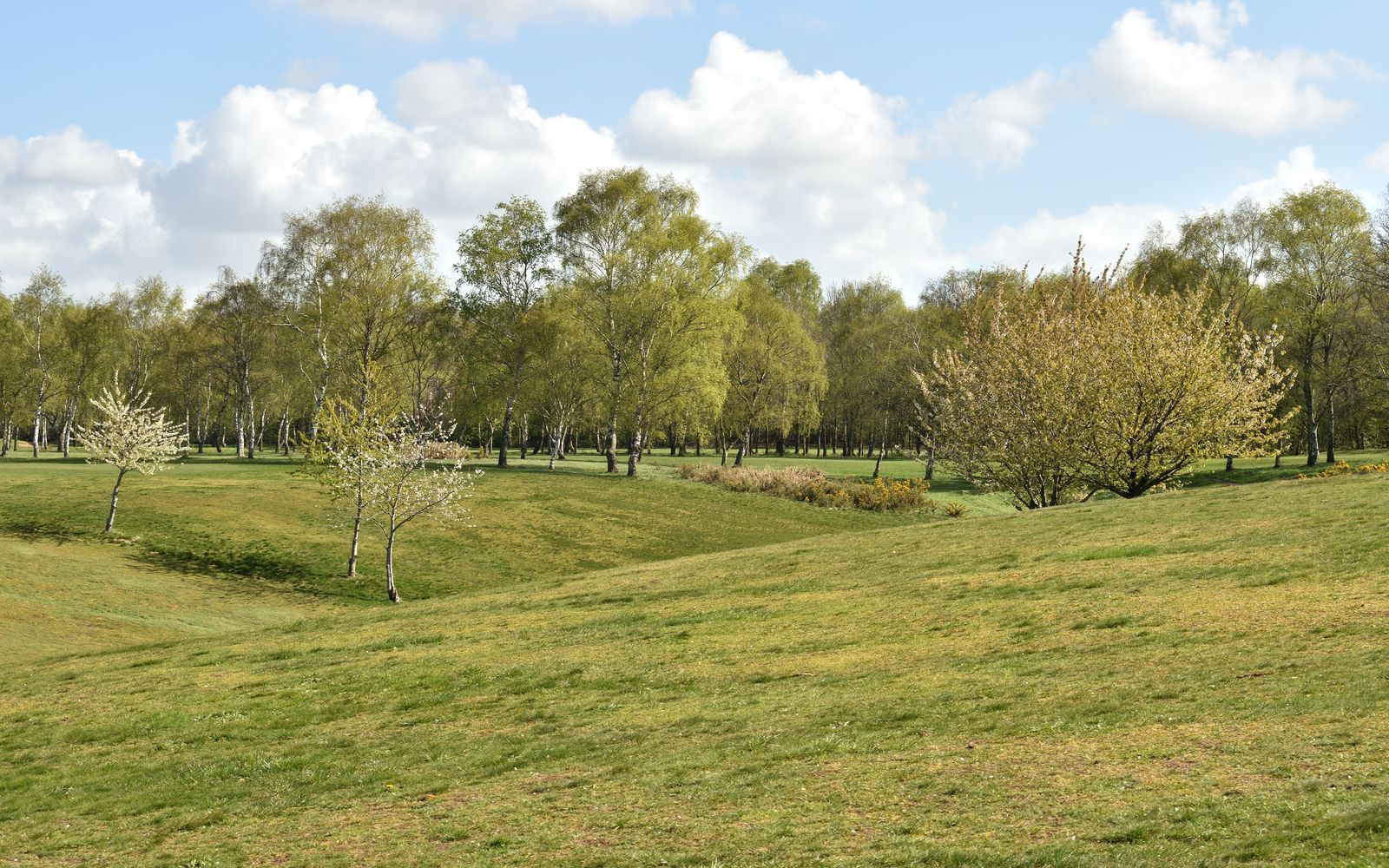 Woodland near Nottingham, England