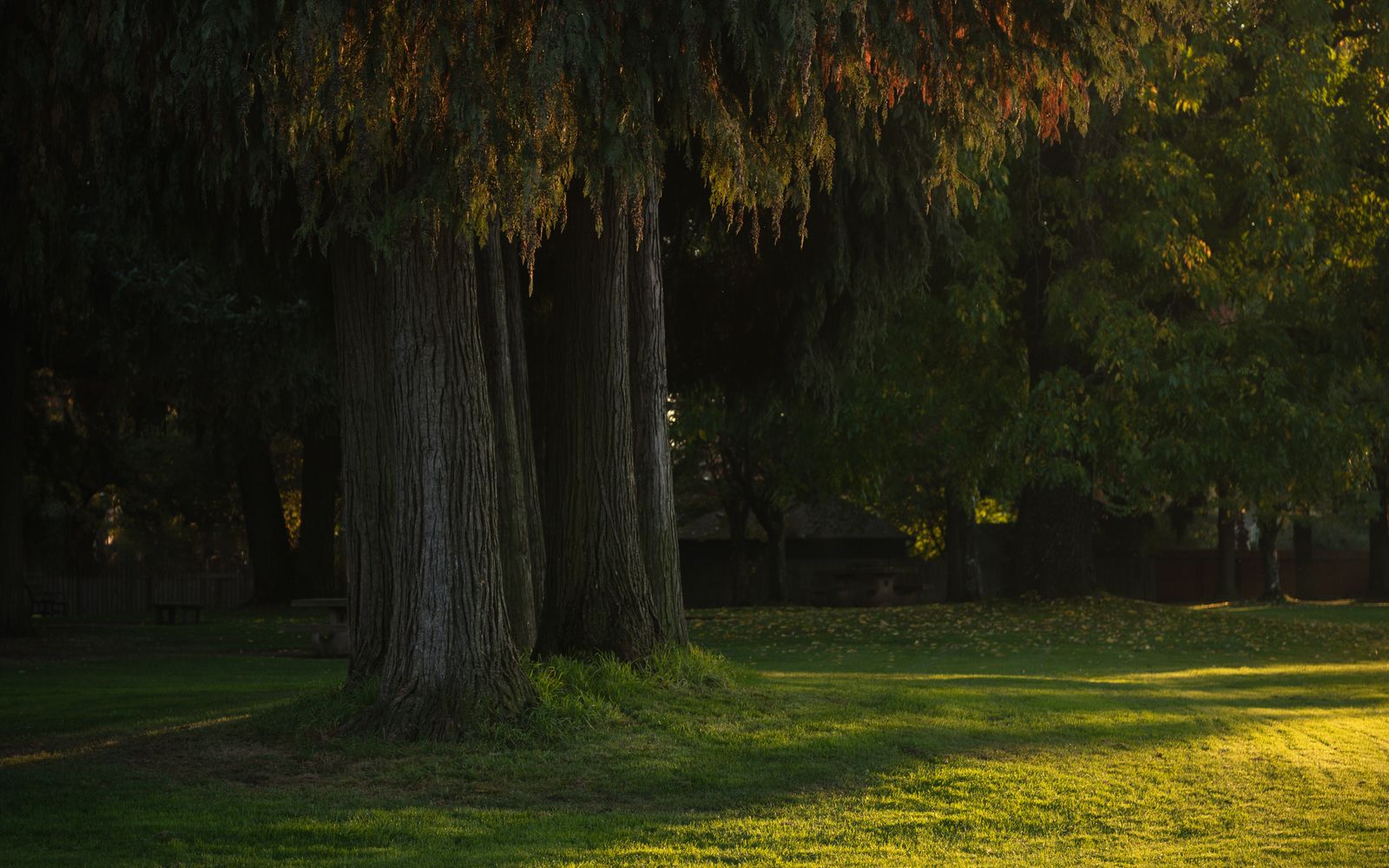 A green riverside park in Eugene, Oregon