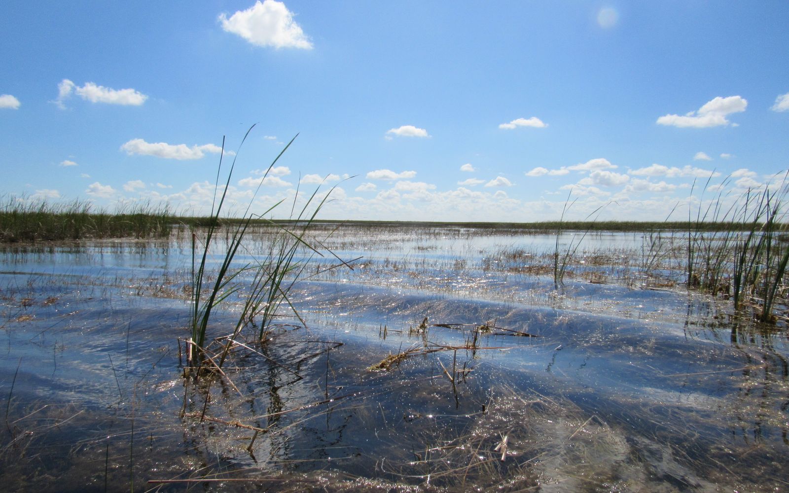 The tranquil wetlands of the Florida Everglades