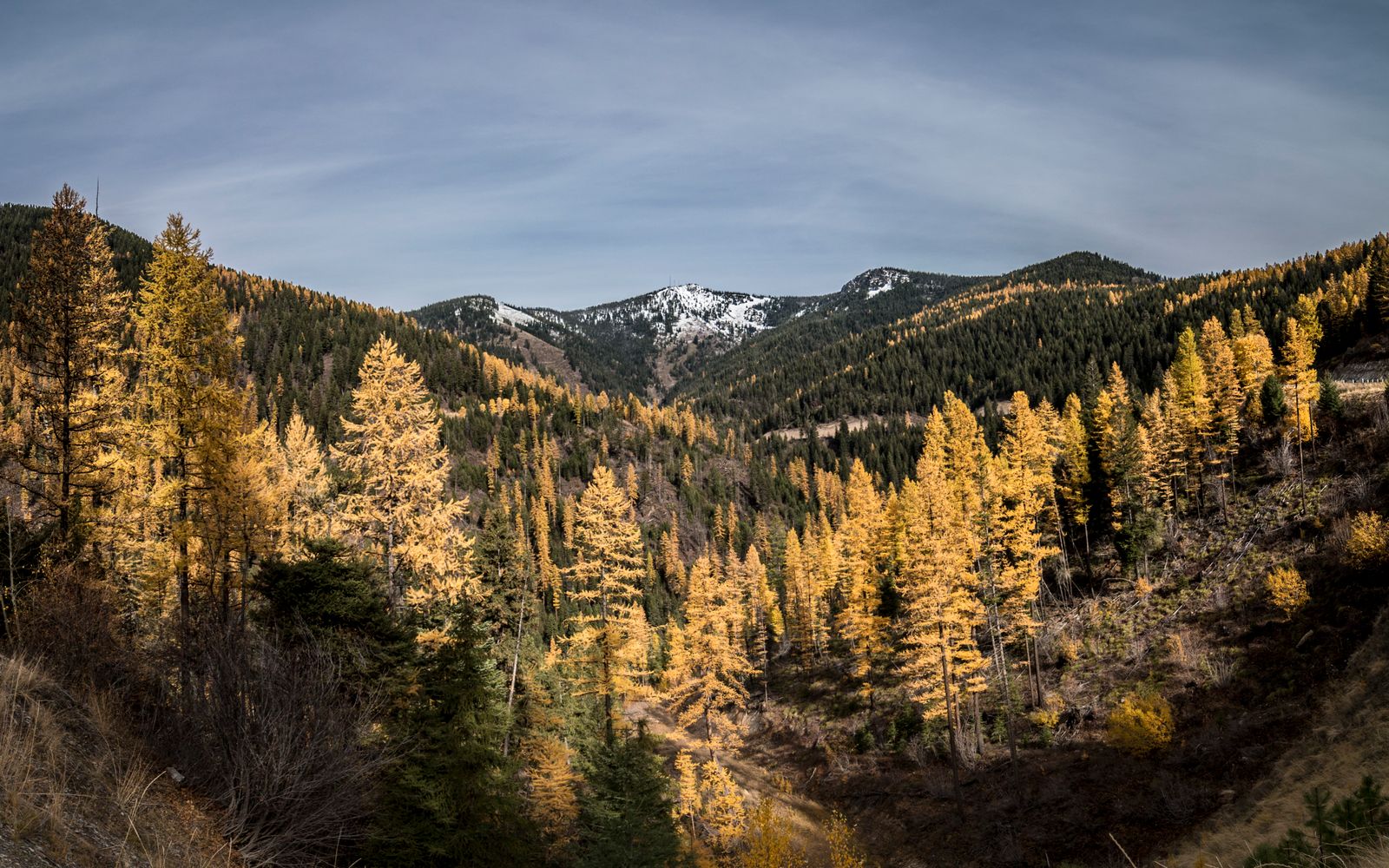 Autumn colour in the mountains around Missoula, Montana