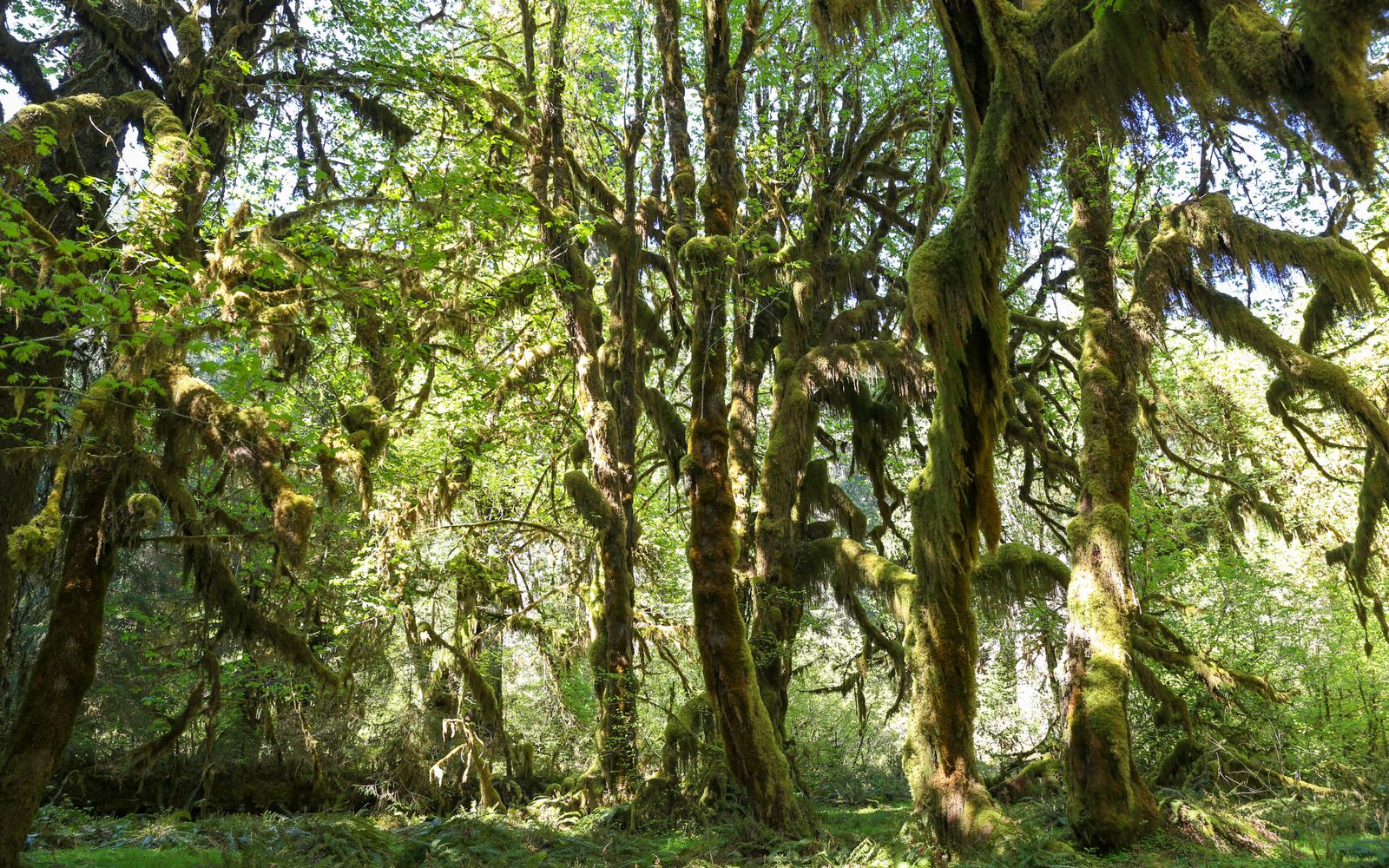 Moss-draped trees in the Hoh Rainforest, Olympic National Park