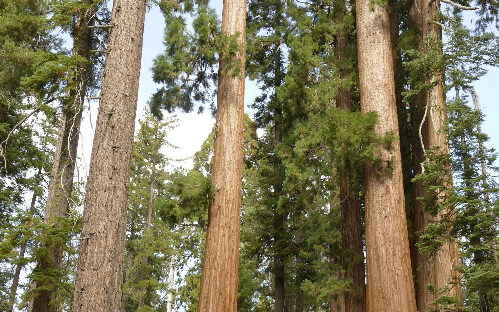 Towering giant sequoia trees in a California forest