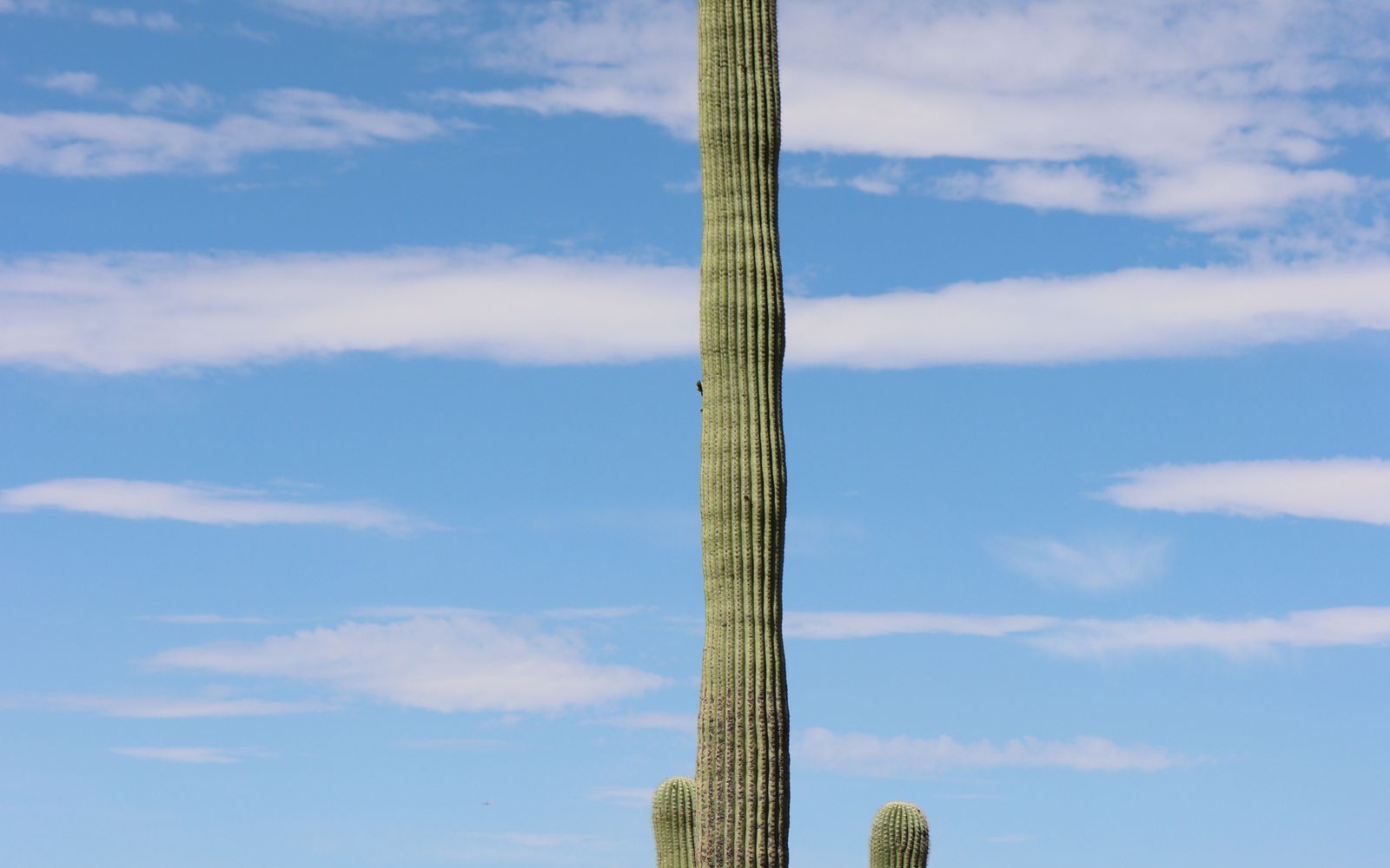 Saguaro cactus and mountains in the Sonoran Desert near Tucson, Arizona